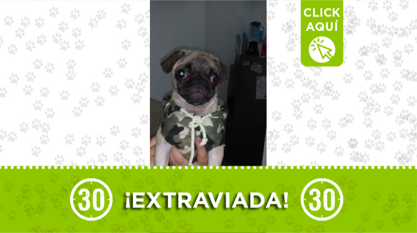 Esta perrita se extravió en Medellín desde el pasado 7 de agosto