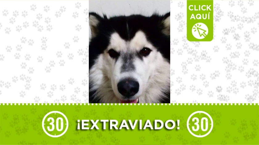 'Max' perdido en Manrique la 43