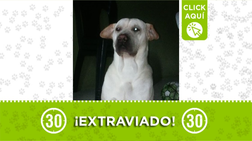 'Max' perdido en Moravia