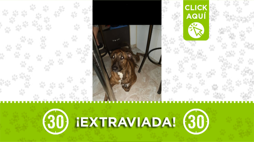 'Mía' se extravió por los lados del Sena de Pedregal, la están buscando