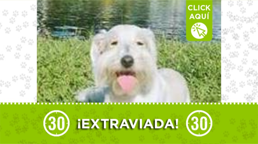 'Mía' perdida en Bogotá