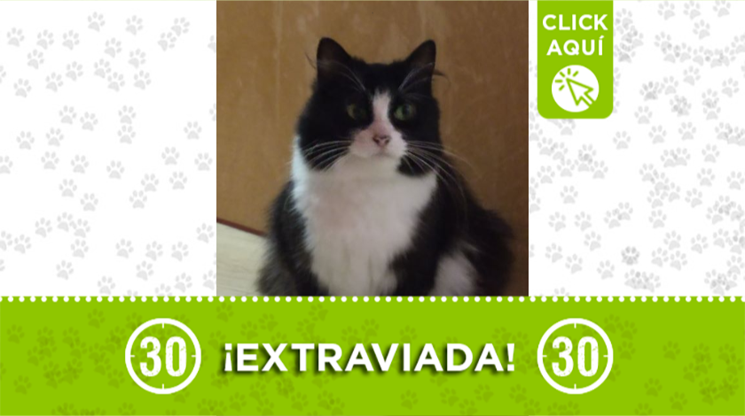 'Michi' está extraviada en el Carmen de Viboral