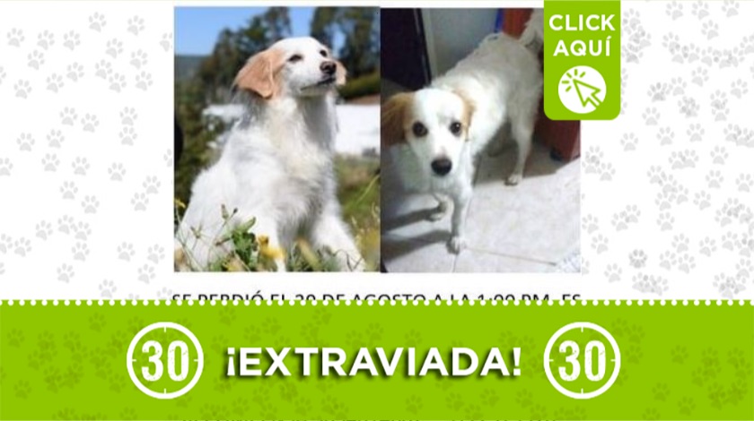 'Milu' perdida en Robledo