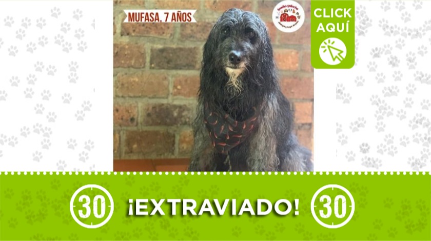 'Mufasa' perdido entre Santa Elena y Rionegro