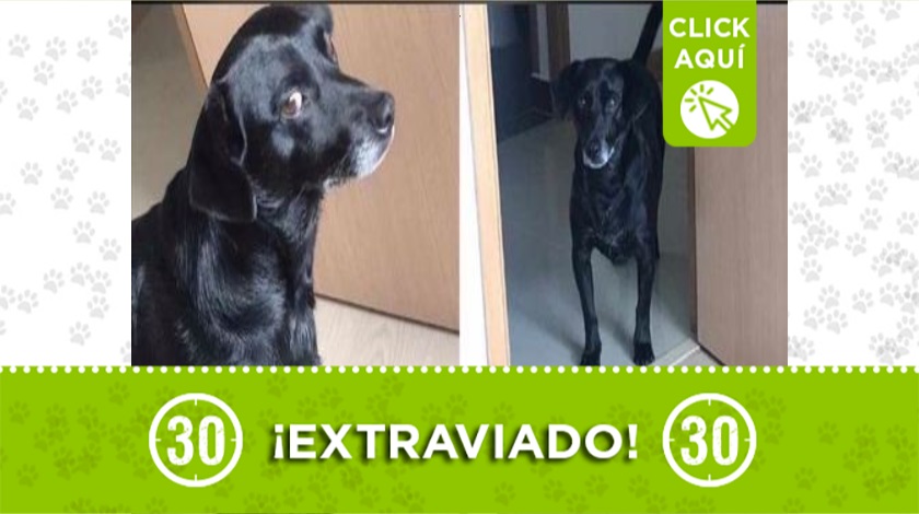 'Negro' perdido en Envigado