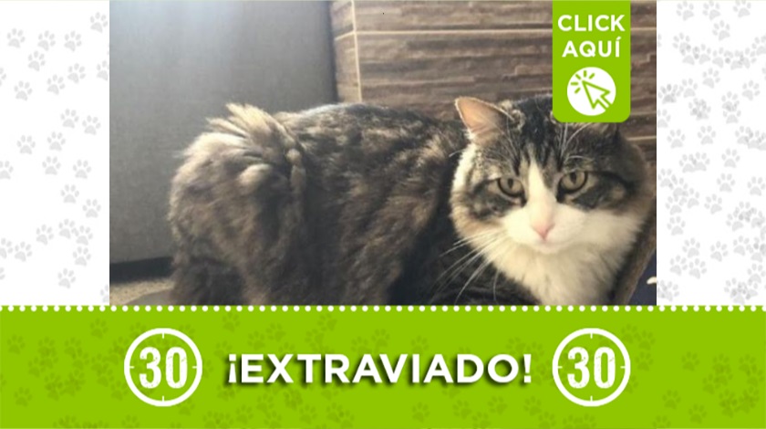 'Newton' perdido en Envigado