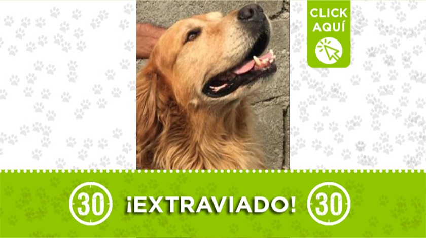 'Nico' perdido en vereda de San Vicente