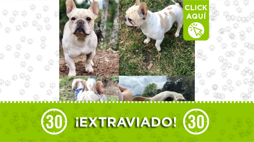 'Ozzy' desapareció de una vereda en San Cristóbal