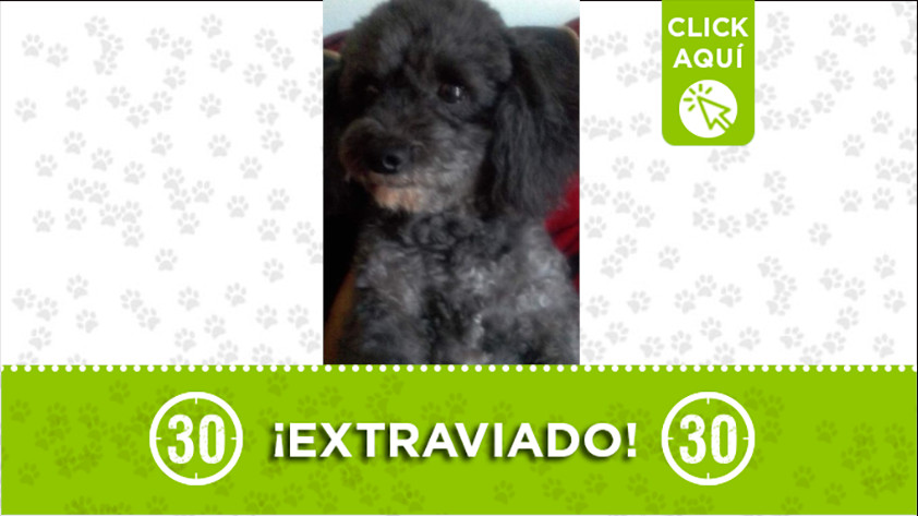 A este peludito lo buscan en el barrio Doce de Octubre