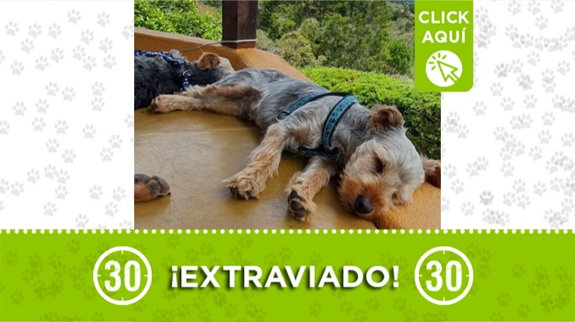 'Peludo' perdido en Rionegro