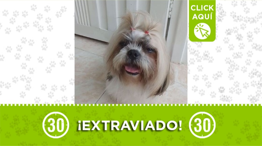 'Drupi' perdido en Medellín