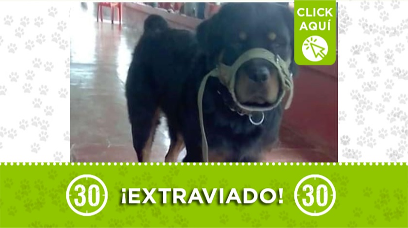 'Yaco' perdido en Hispania