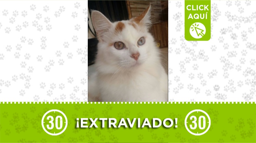 'Polar' perdido en Villa del Socorro