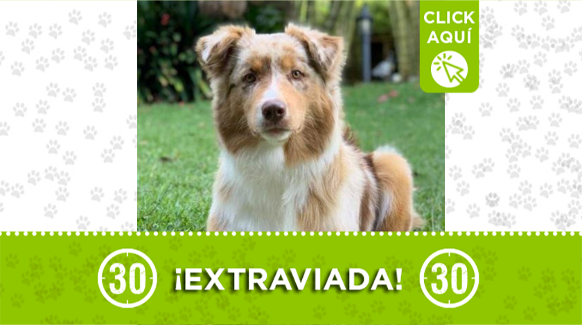 'Mila', de un año, se extravió en una vereda de Rionegro