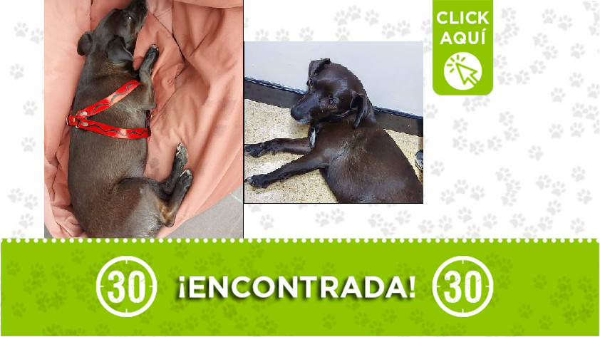 Perrita encontrada por la autopista