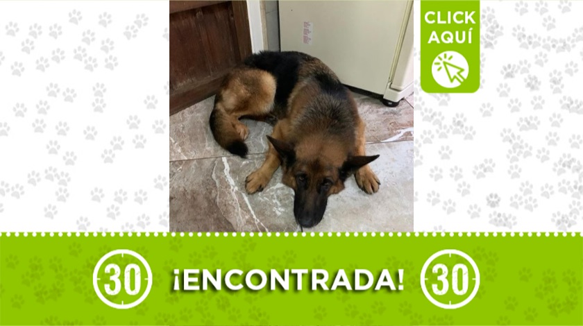 Perrita encontrada en Ditaires