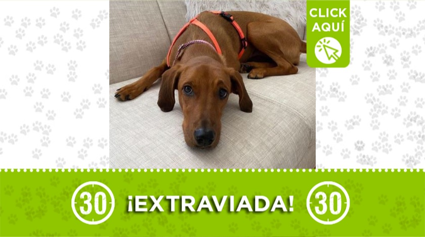 'Canela' perdida por Las Palmas