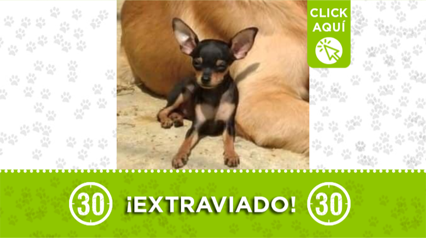 'Cobbi' se perdió en San Javier