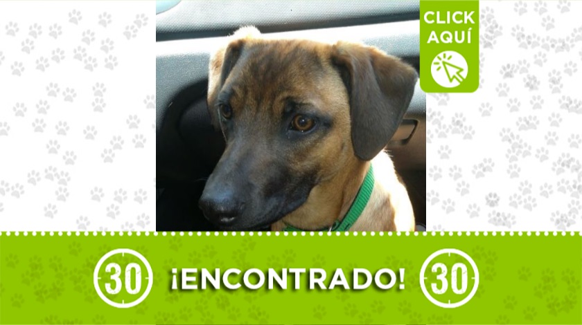 Perrito encontrado en carretera Santa Elena