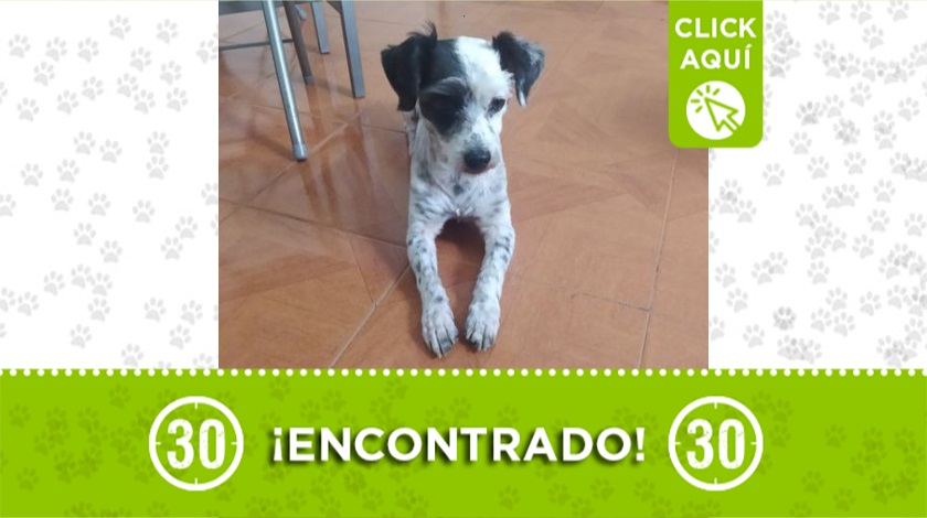 Perrito encontrado en Itagüí Calatrava