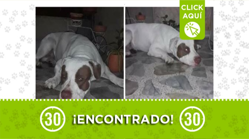 Perrito encontrado en Bello