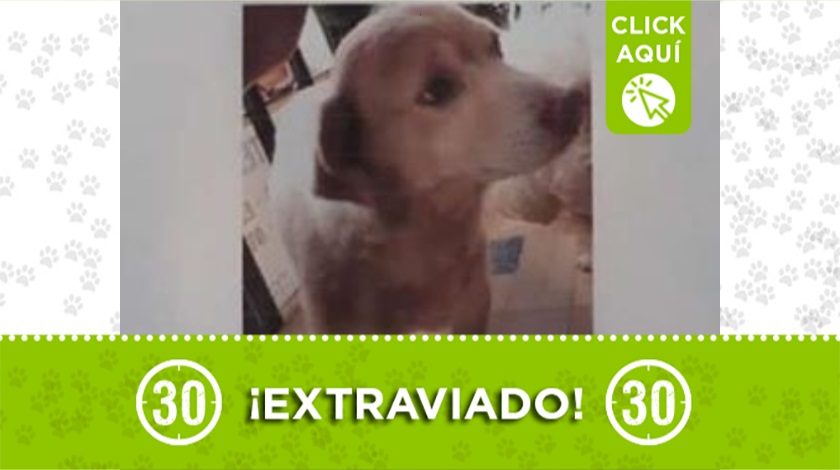 Perrito perdido en Bello