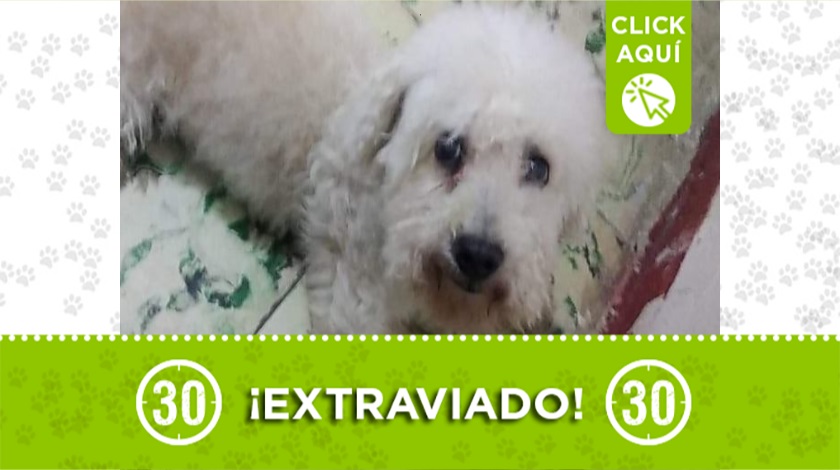 Buscan a ‘Lucas’ en San Javier, ¿lo ha visto?