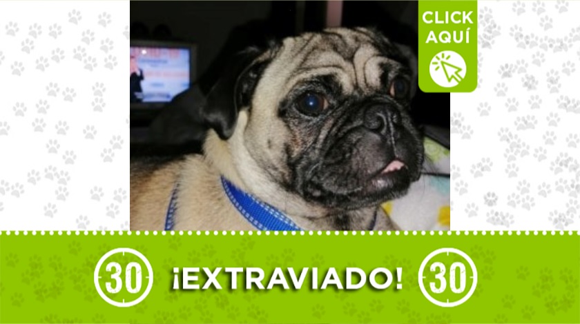 'Frank' perdido en Bello