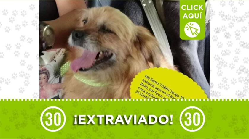 'Tobby' perdido en Bello