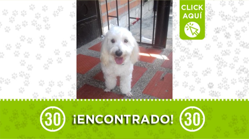 Perro encontrado en el Doce de Octubre