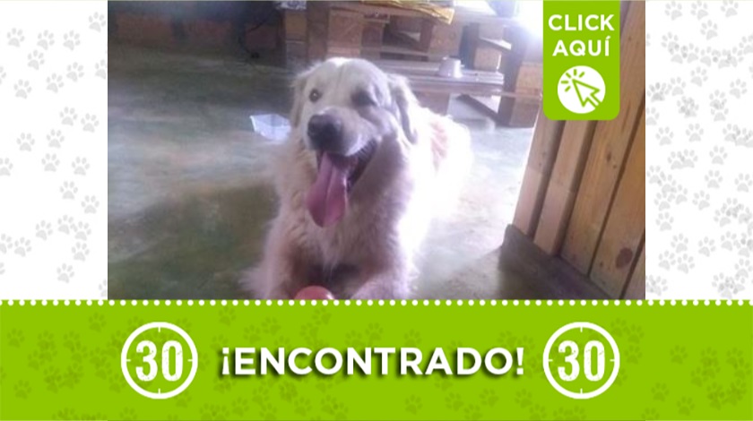 Perrito encontrado en Santa Elena