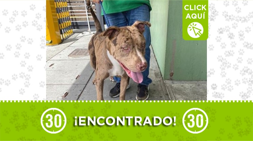 Perrito encontrado en Rodeo Alto