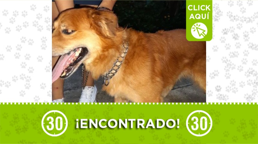 Perrito encontrado en Bello