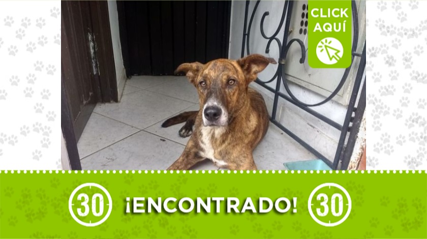 Perrito encontrado en Buenos Aires