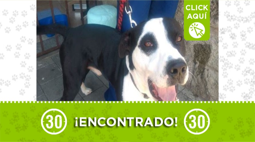 Perro encontrado en Manrique