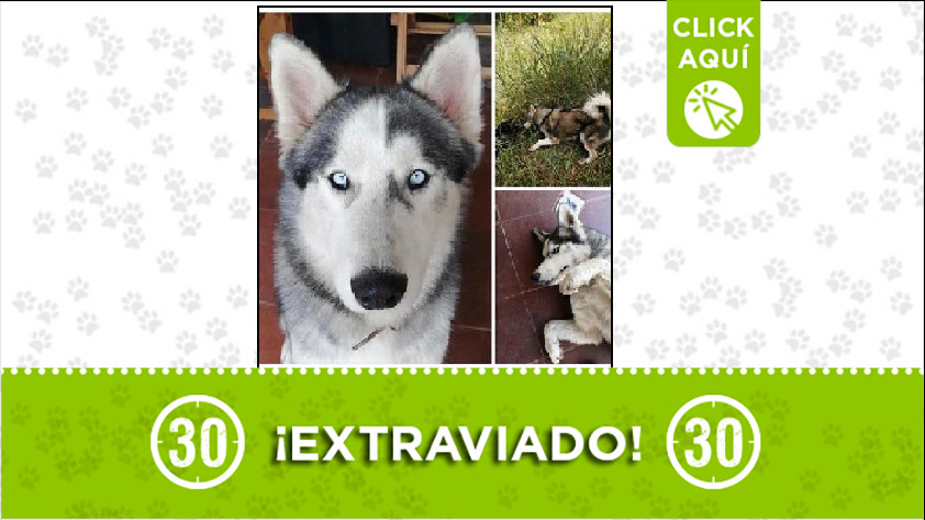 Perrito extraviado en Rionegro