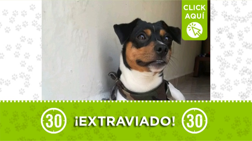 'Trosky' perdido en barrio nuevo