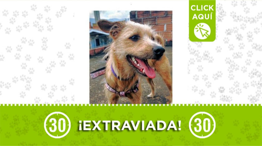 'Pola' perdida en San Javier