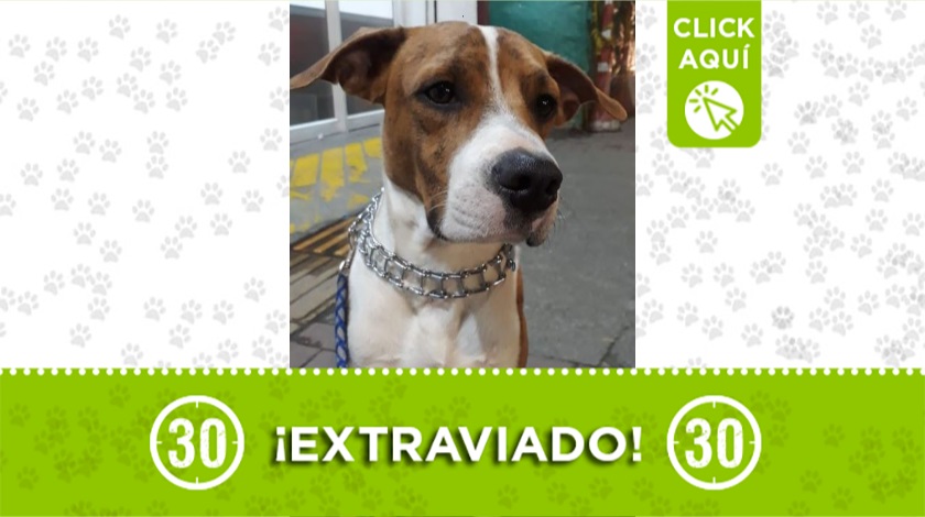 'Polo' perdido en Bello