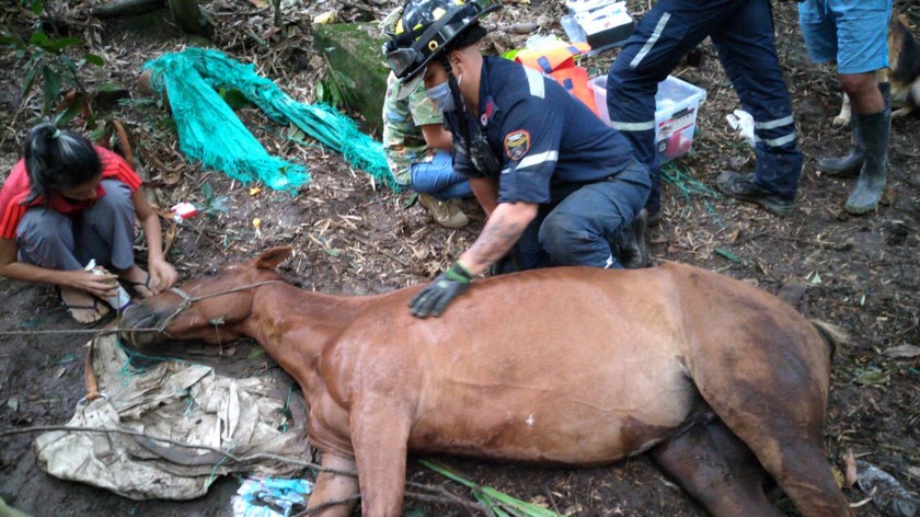 ¡Buena esa! Más de 270 animales en emergencia han sido rescatados por el Cuerpo Oficial de Bomberos Medellín en lo que va de este 2020