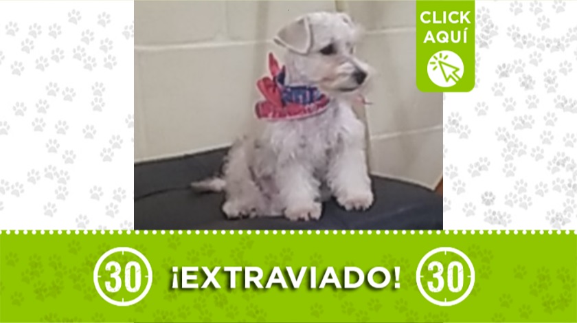 'Rocky' perdido en Buenos Aires