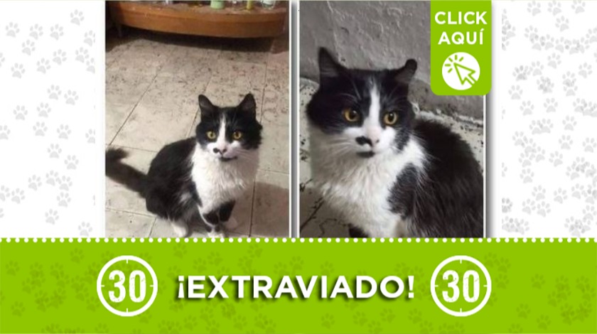 'Romeo' perdido en La Estrella