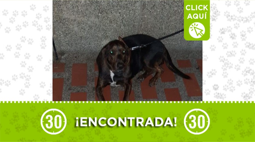 Perrita encontrada en Bello