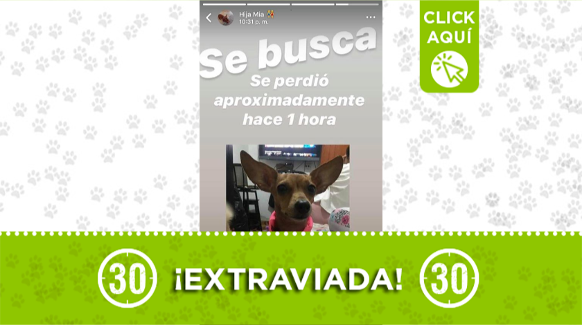 'Susi' se extravió en Manrique Las Nieves