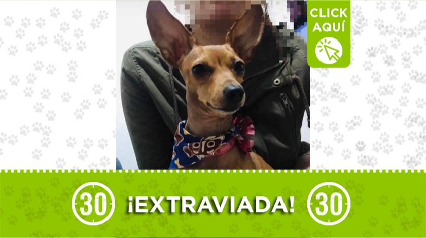 'Susi' perdida desde el 31 de julio en Manrique