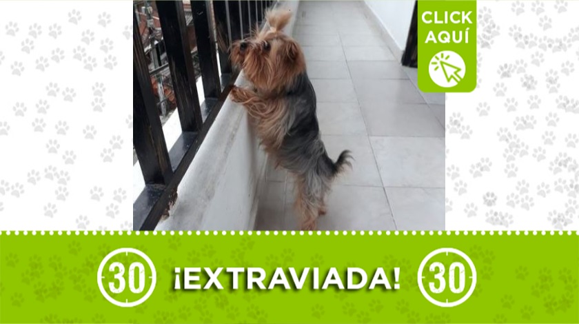 'Susy' perdida en Castilla