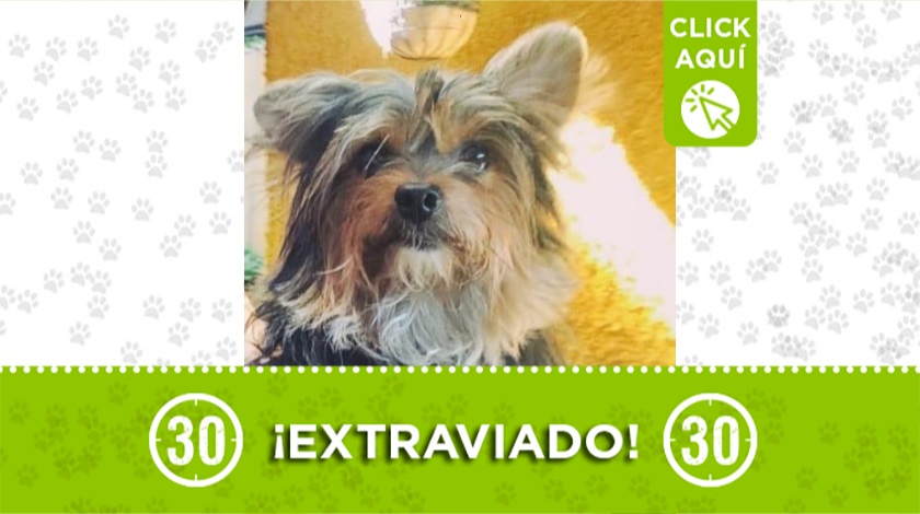 'Theo' perdido en Itagüí