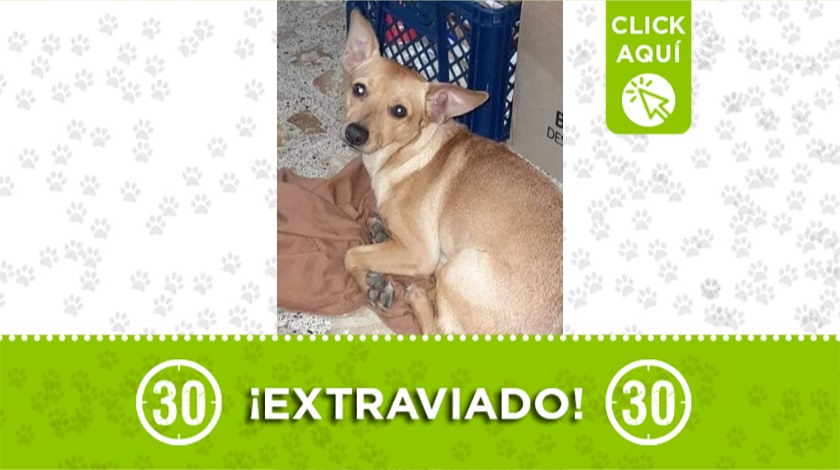 'Tobby' perdido en Copacabana