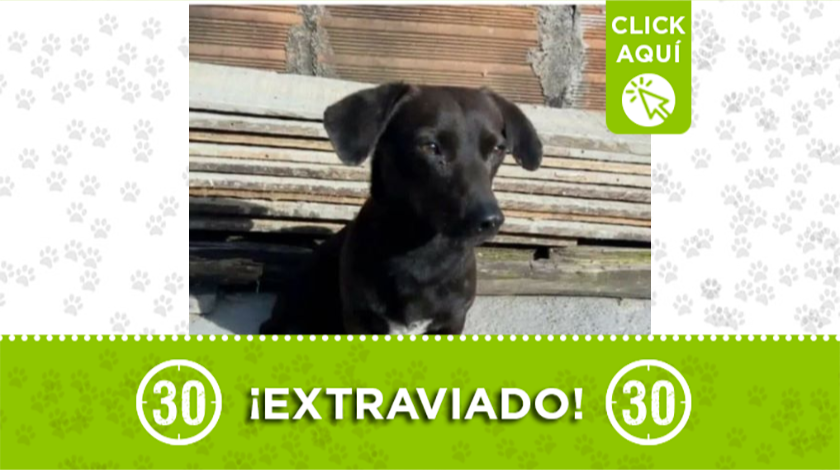 Tobi se extravió
