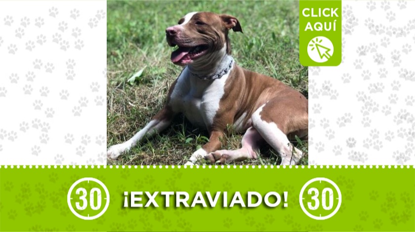 'Zaimon' perdido en Rionegro